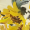 Yellow Sunflower Print Tie Strap Midi Dress