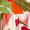 Multi Floral Print Shirred Waist Smock Midi Dress