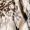 Multi Animal Print Tie Neck Shirred Waist Mini Dress